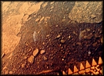 The surface of Venus
